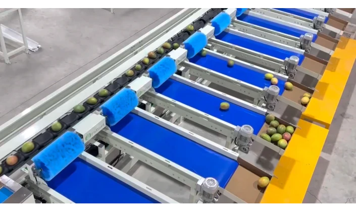 Mango Washing, Grading & Packing Line for Egyptian Exporters