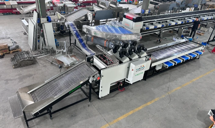 Customized Date Sizing Machine Shipped to Libya — JC SORT Supports MENA Market with Smart Grading So