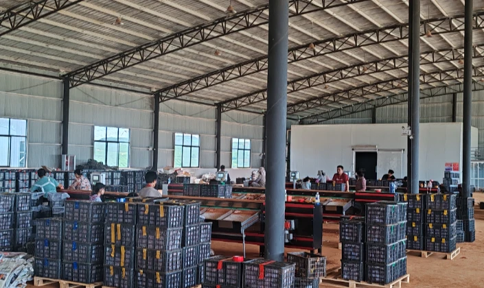 Advantages of sweet potato weight grader over traditional grader