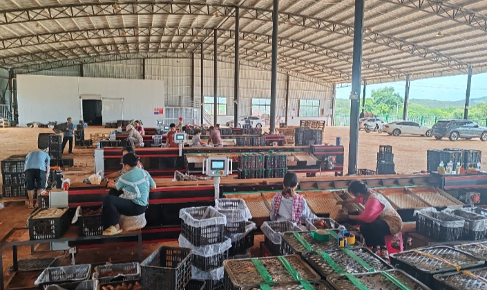 Four JCSORT manual sweet potato graders: a new force in sweet potato sorting at the customer's plant