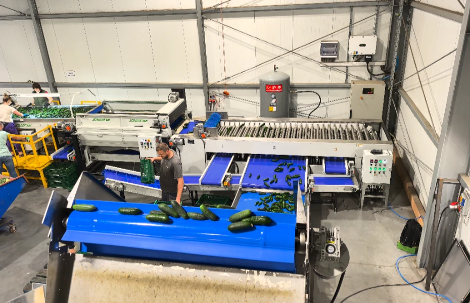 Cucumber sorting and packaging line successfully installed in Poland