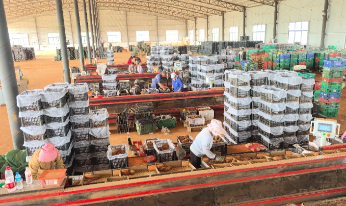 精准分选，助力云南高原农业现代化：红薯重量分级机现场应用纪实