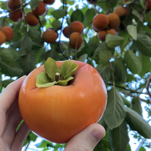 Weight Grader for Crisp Persimmons: Precision Grading for Higher Premiums; Smart Sorting for Efficie